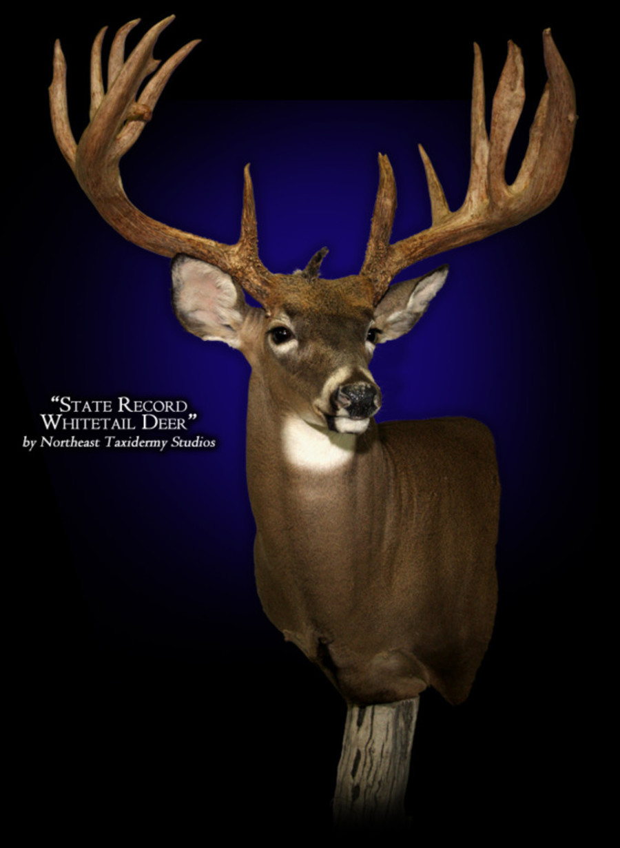 Connecticut State Record Whitetail Deer Mounts.