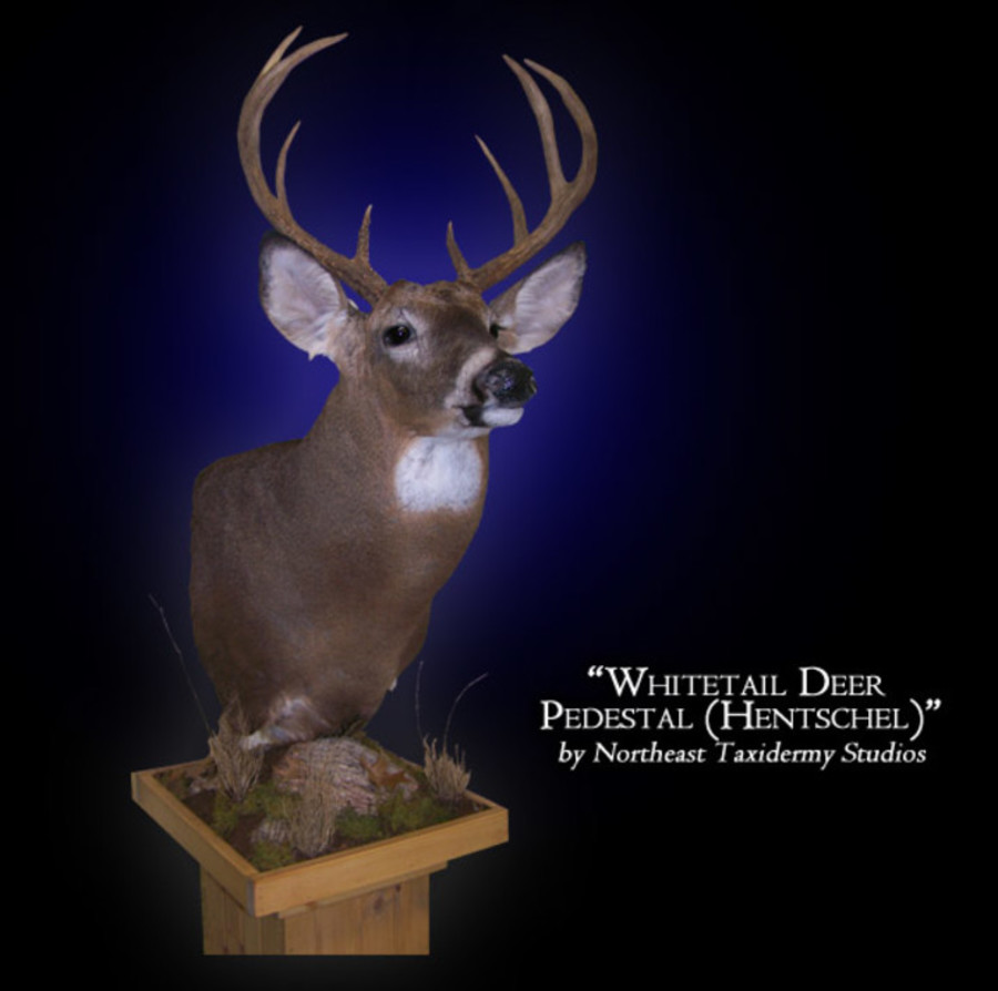 Pedestal Whitetail Deer Mounts.