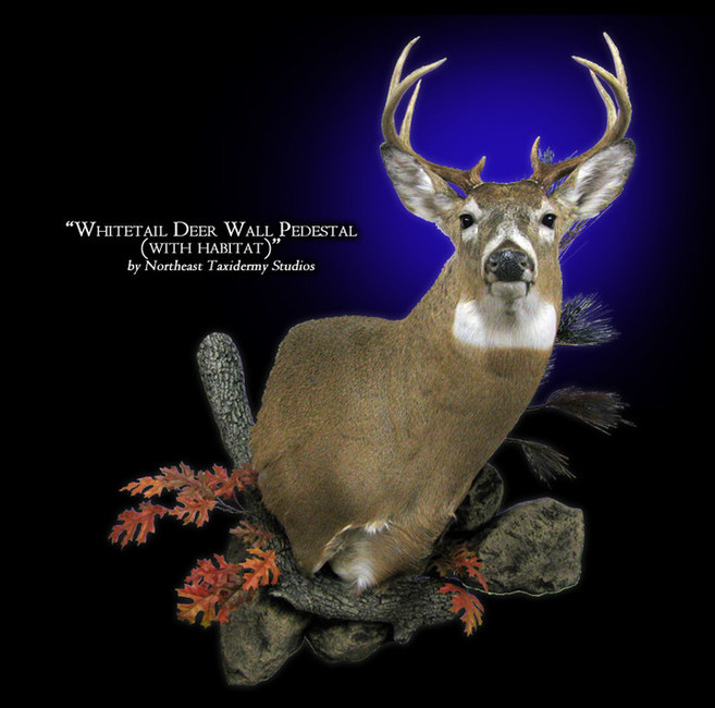 Whitetail Deer Wall Pedestal with Habitat