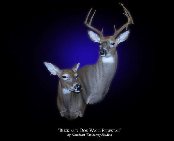 Buck and Doe Whitetail Deer Mount