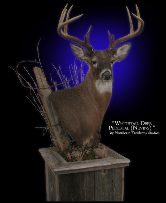 Pedestal Whitetail Deer