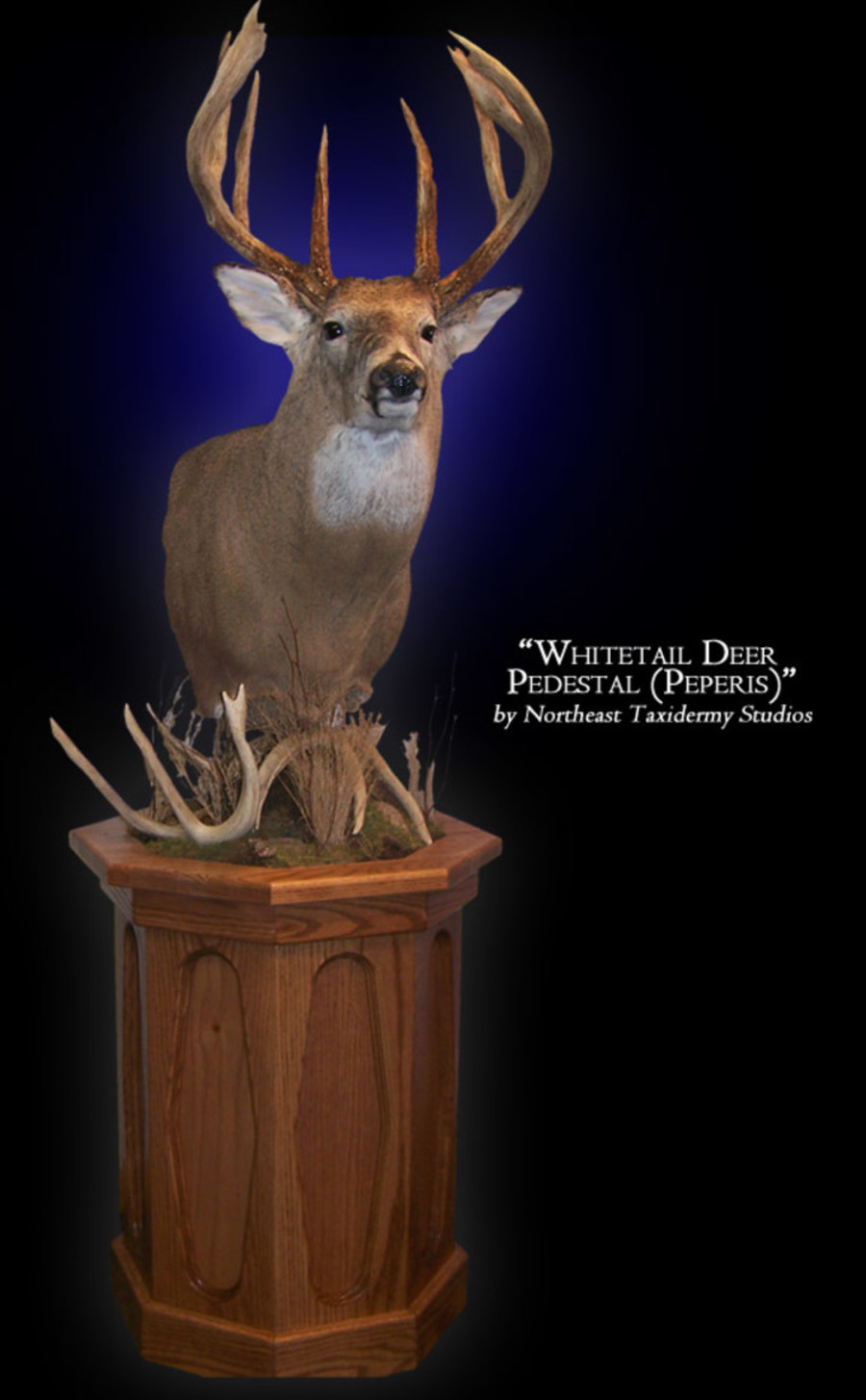 Pedestal Whitetail Deer Mounts.