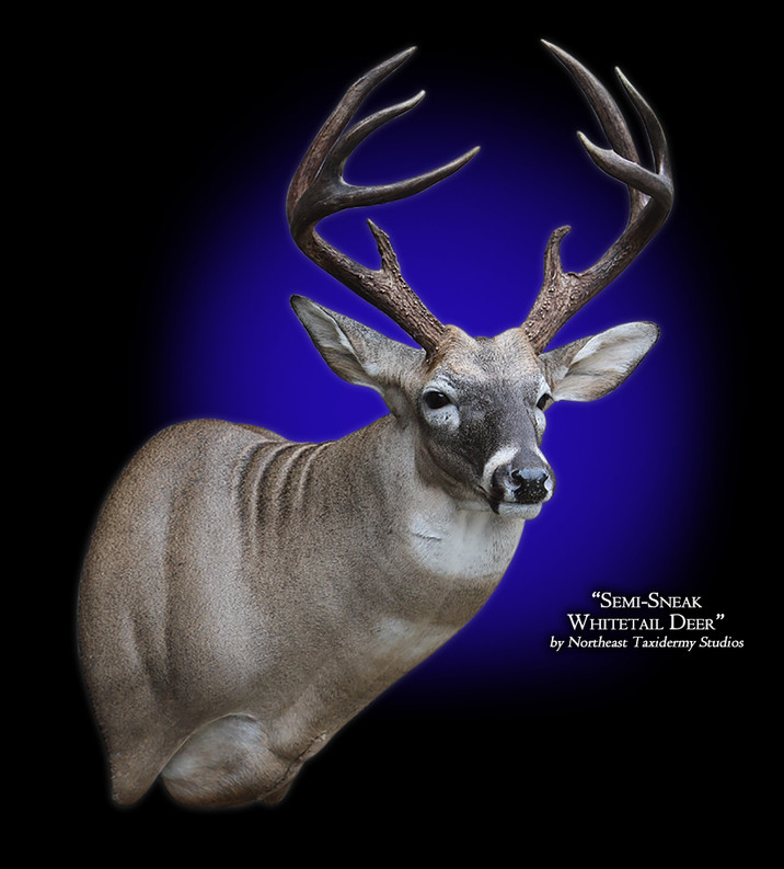 Whitetail Deer SemiSneak Right Mount, Mounted Whitetail Deer Semi