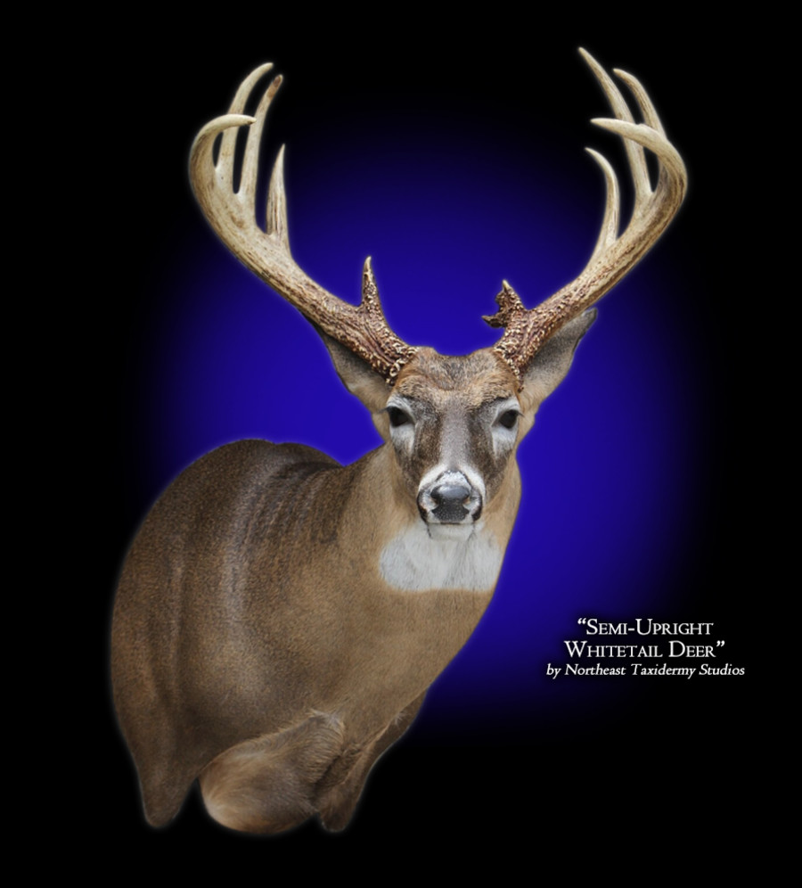 Whitetail Deer SemiUpright Right Mount, Mounted Whitetail Deer Semi