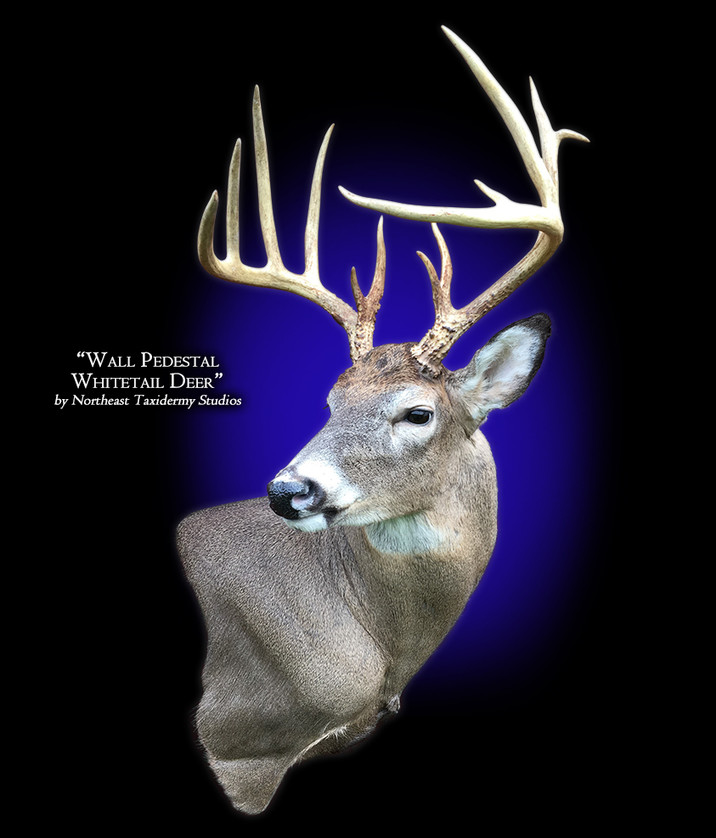 Whitetail Deer Wall Pedestal Mount, Mounted Whitetail Deer Wall