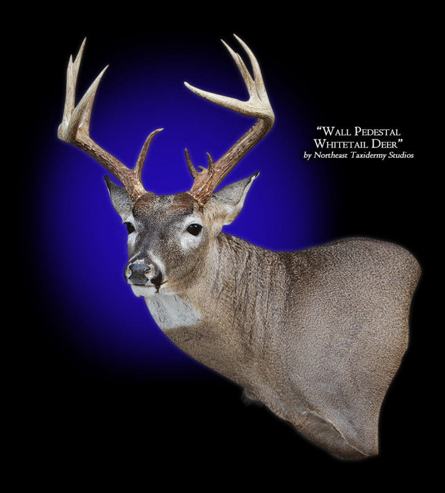 Whitetail Deer Wall Pedestal Left Mount, Mounted Whitetail Deer Wall