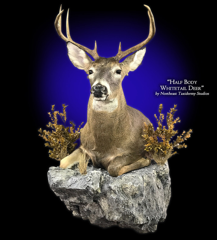 Half Body Whitetail Deer Mount Mounted Half Body Whitetail Deer Taxidermy   100 6340.z.716.9999 