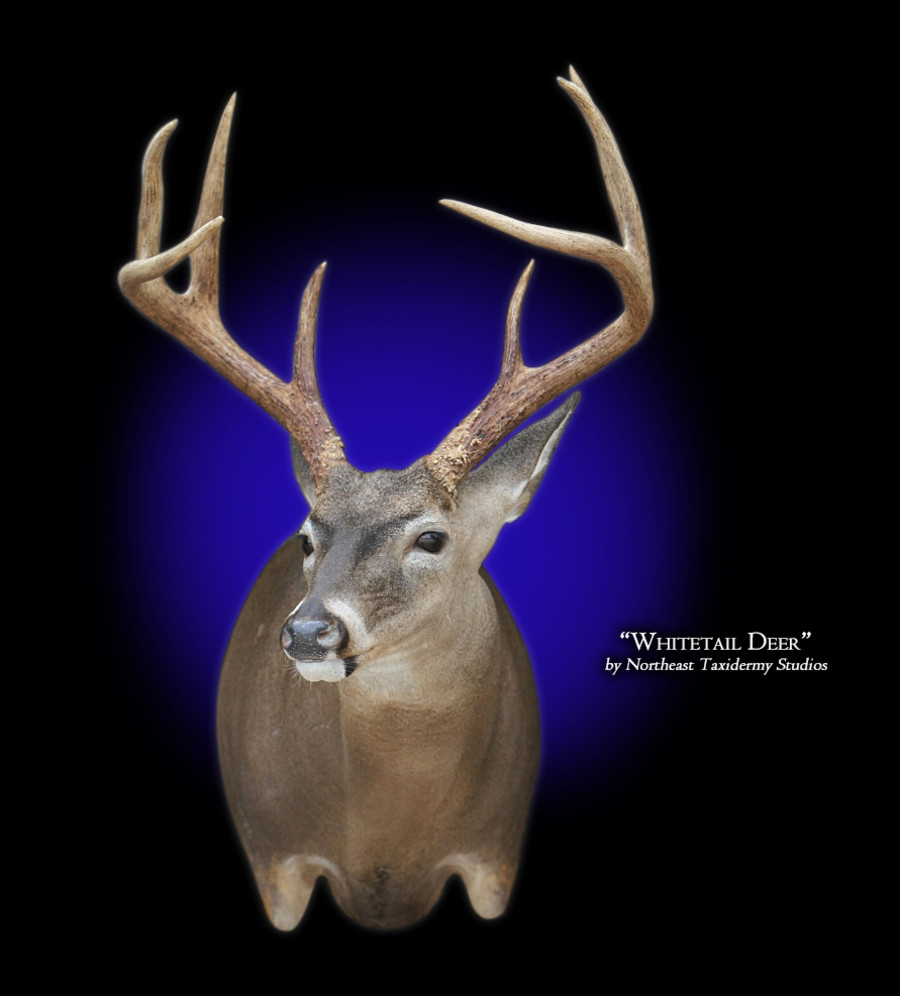 Whitetail Deer Full Sneak Right Mount, Mounted Whitetail Deer Full