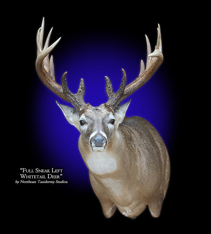 Whitetail Deer Full Sneak Left Mount, Mounted Whitetail Deer Full Sneak