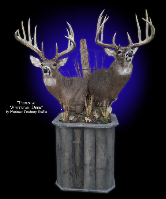 Whitetail Deer Pedestal 