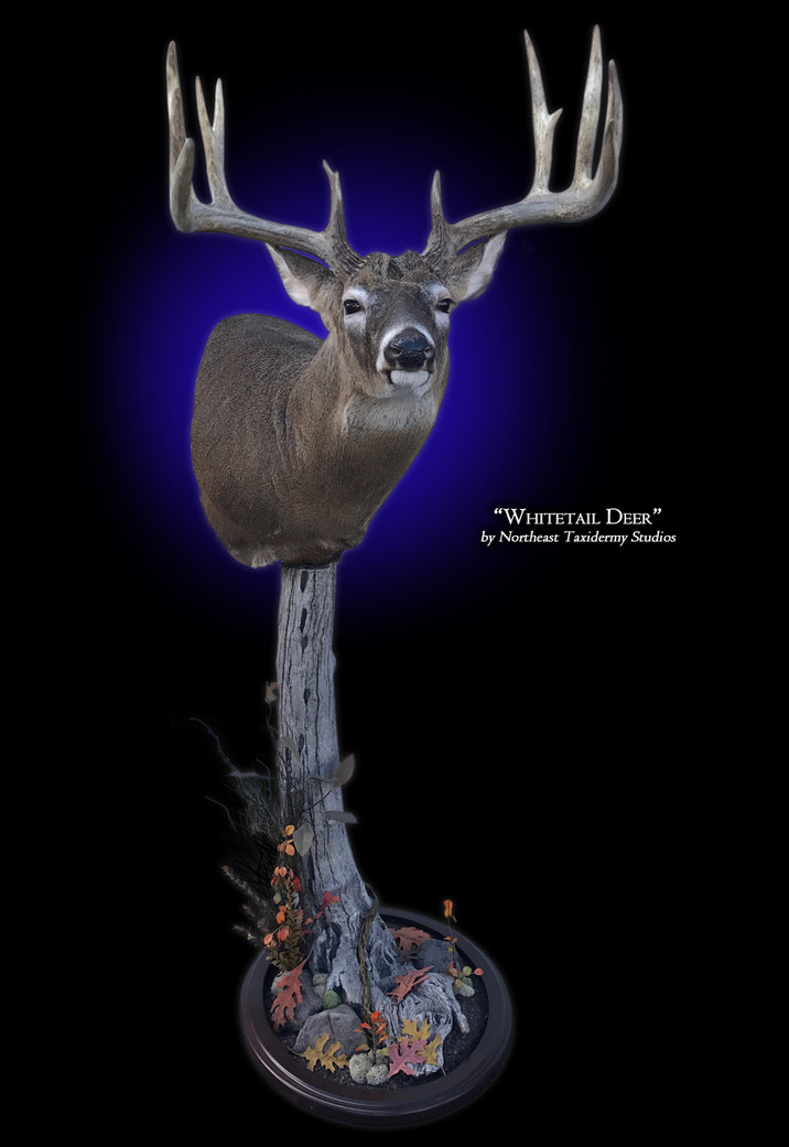 Whitetail Deer Pedestal Mount Mount, Mounted Whitetail Deer Pedestal ...