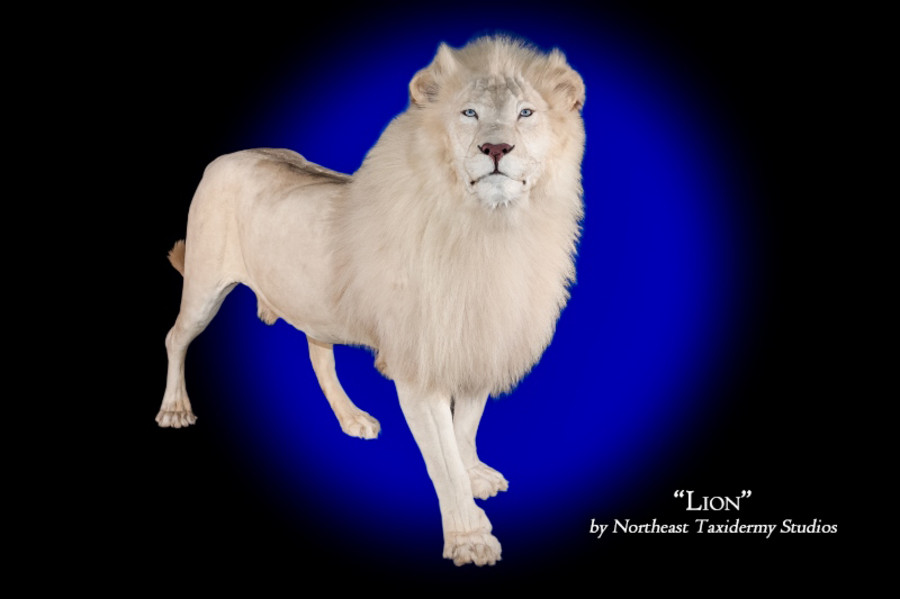 African White Lion Mounts.