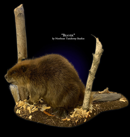 Beaver Mount, Mounted Beaver Taxidermy