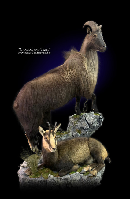Chamois and Tahr