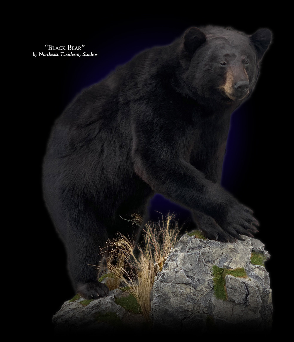 Lifesize Black Bear Mount Mounted Lifesize Black Bear Taxidermy