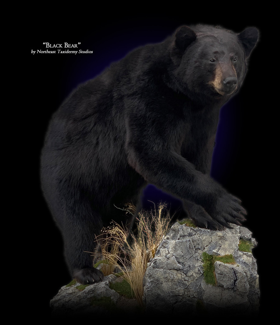 Lifesize Black Bear Mounts.