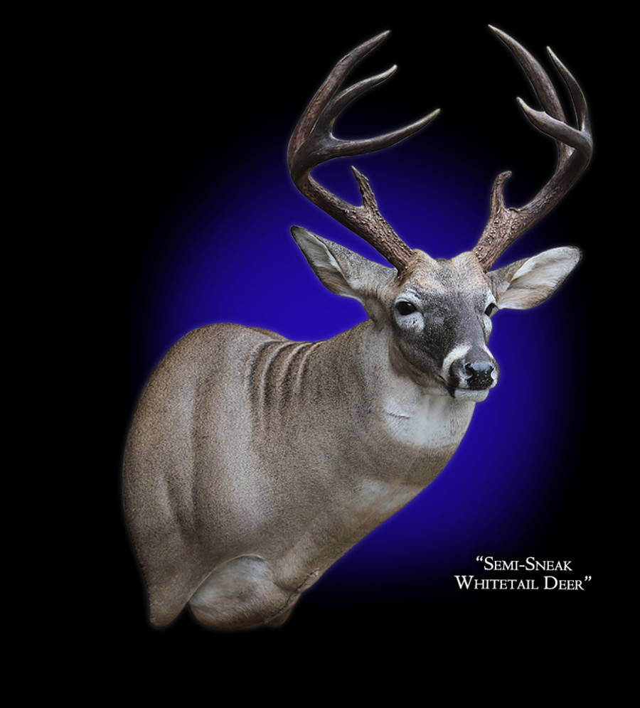 Whitetail Deer Mount, Whitetail Deer Taxidermy