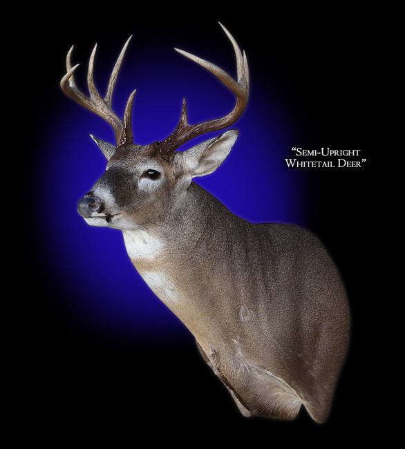 Whitetail Deer Semi-Upright Left