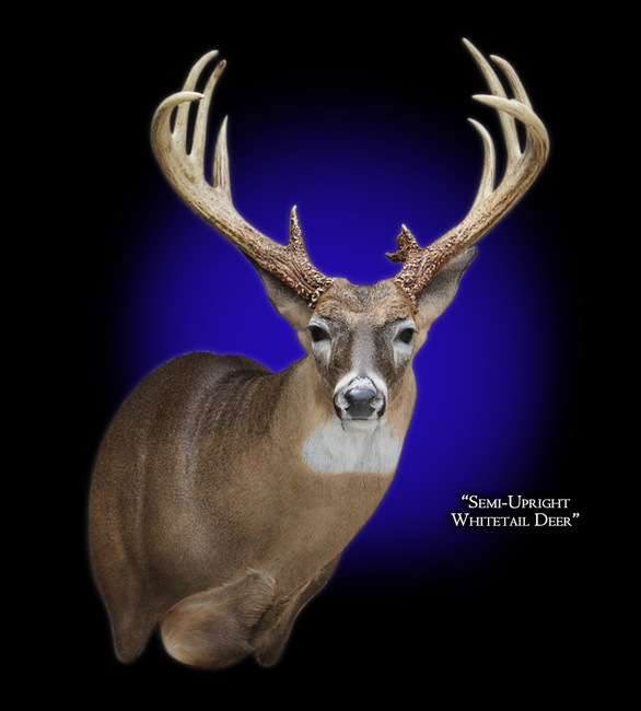 Whitetail Deer Semi-Upright Right