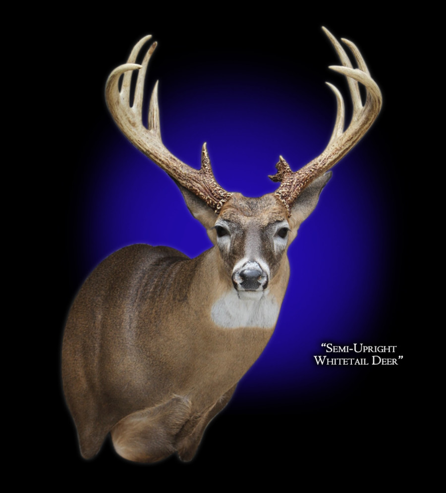 Whitetail Deer Semi-Upright Right Mounts.