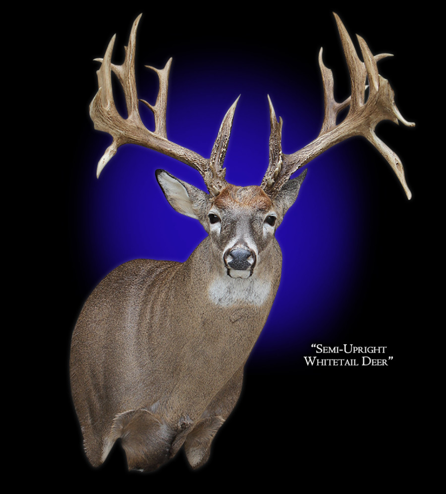 Whitetail Deer Semi-Upright Right Offset Mounts.