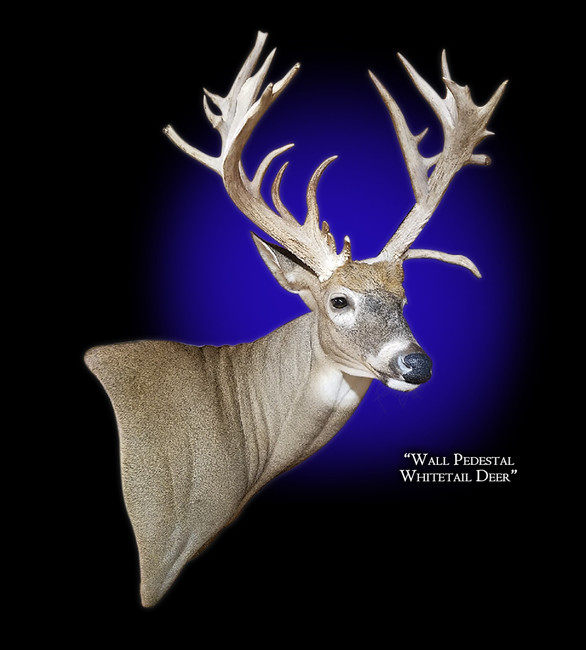 Whitetail Deer Wall Pedestal Right