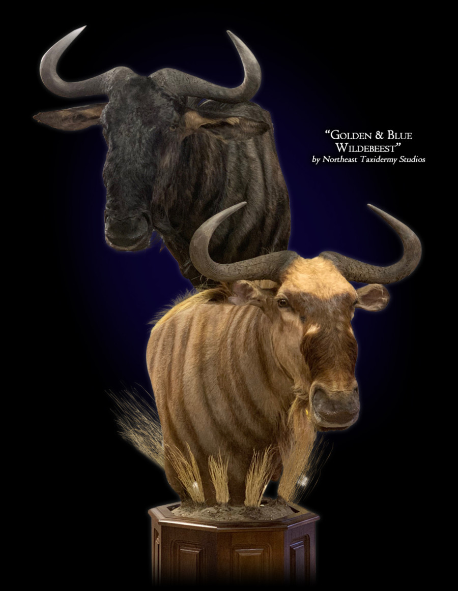 Wildebeest Pedestal Mount, Wildebeest Pedestal Taxidermy