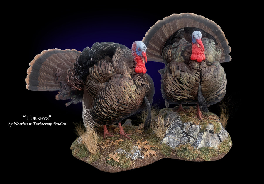 Turkey Mounts.