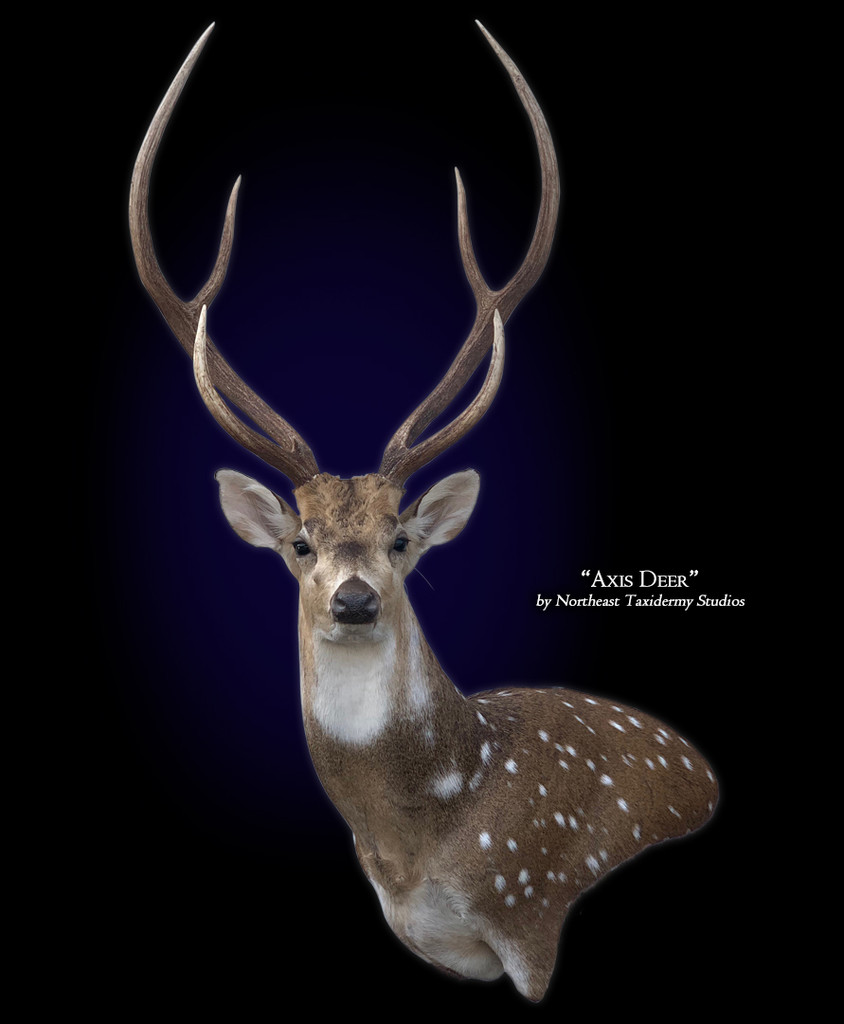 Axis Deer Taxidermy Exotic Big Game
