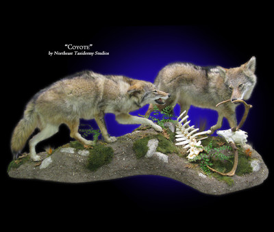 Coyote Mount, Mounted Coyote Taxidermy in Beautiful Diorama  images.