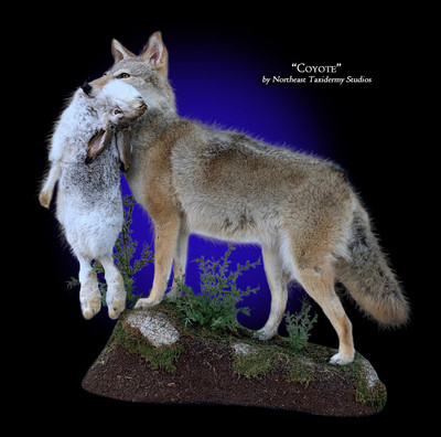 Lifesize Coyote Taxidermy Mount images.