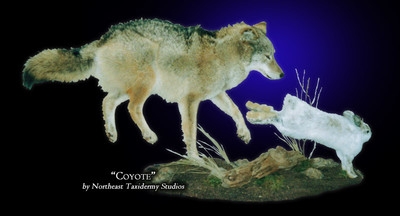 Coyote Taxidermy Mount images.