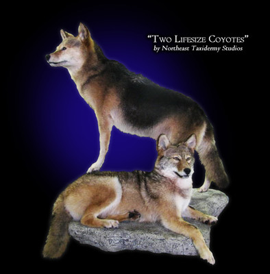 Coyote Taxidermy images.