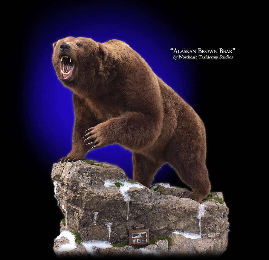 Brown Bear Mounts.