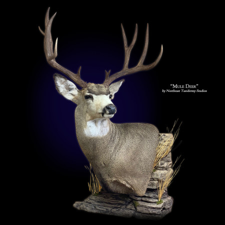 Mule Deer Mount Mounted Mule Deer Taxidermy