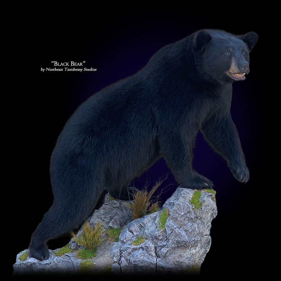 Black Bear Mounts.