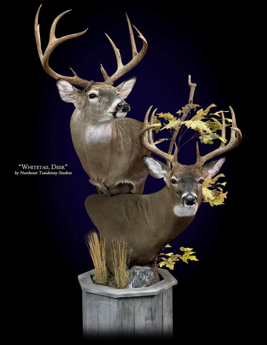 Whitetail Deer Pedestal Mounts.