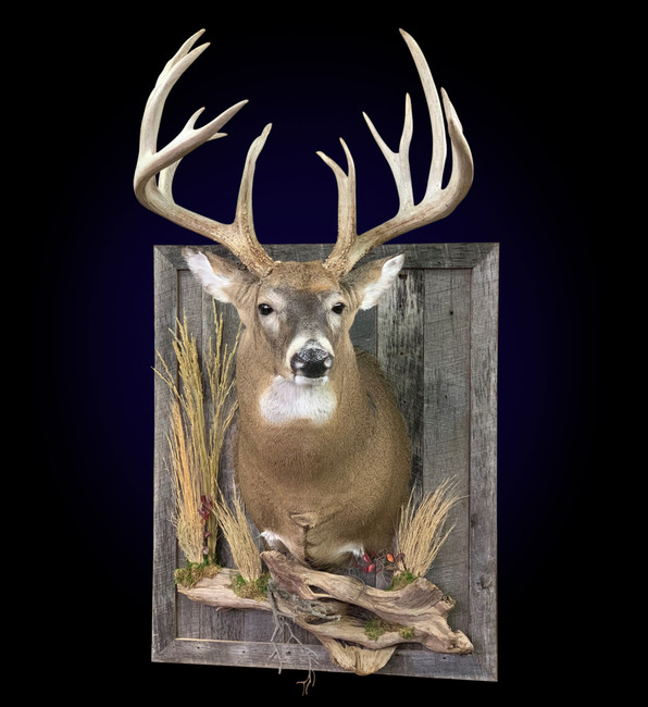Whitetail Deer with Barn Wood Shadow Box