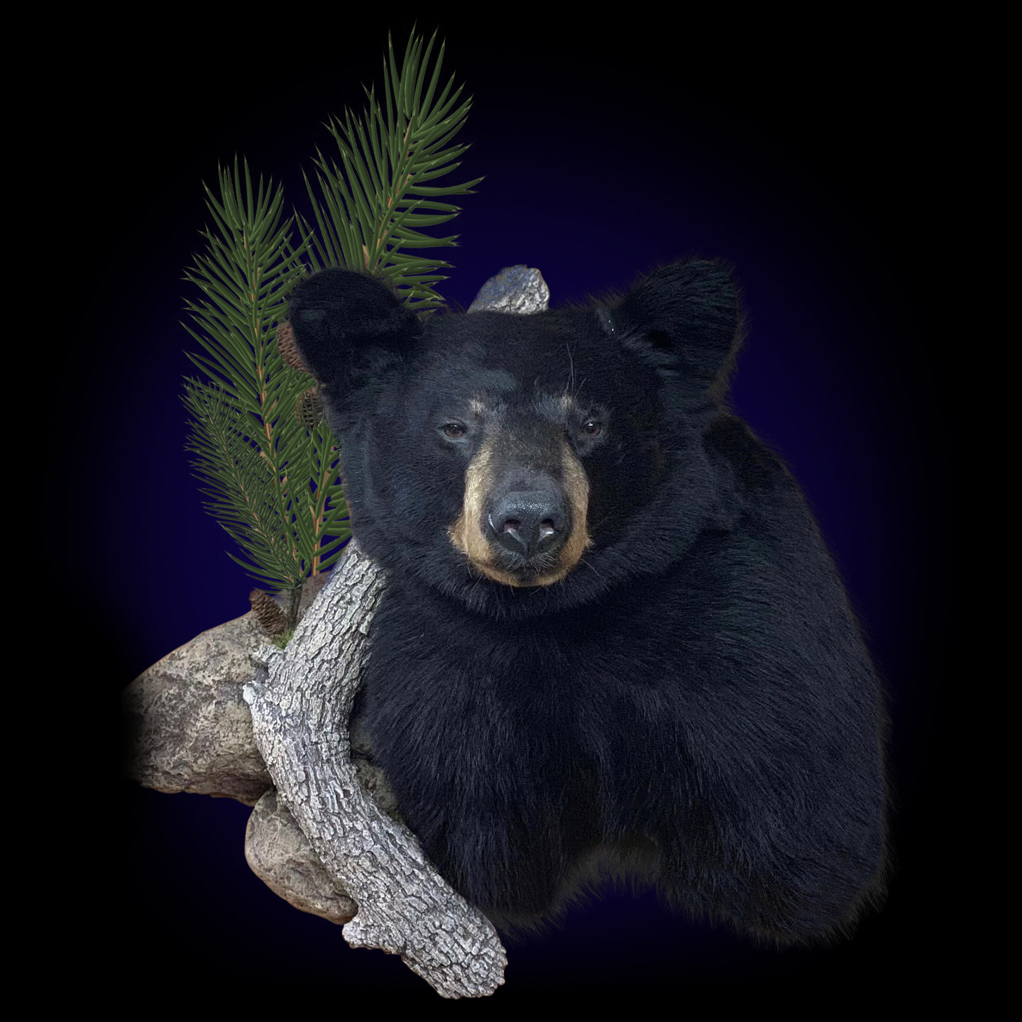 Black Bear Mount Mounted Black Bear Taxidermy