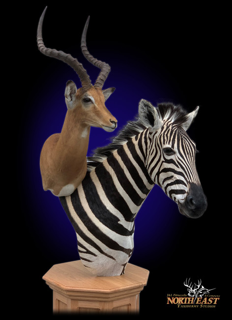 Zebra Pedestal