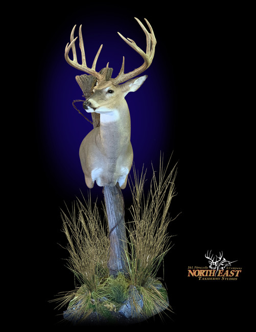 Whitetail Deer Pedestal