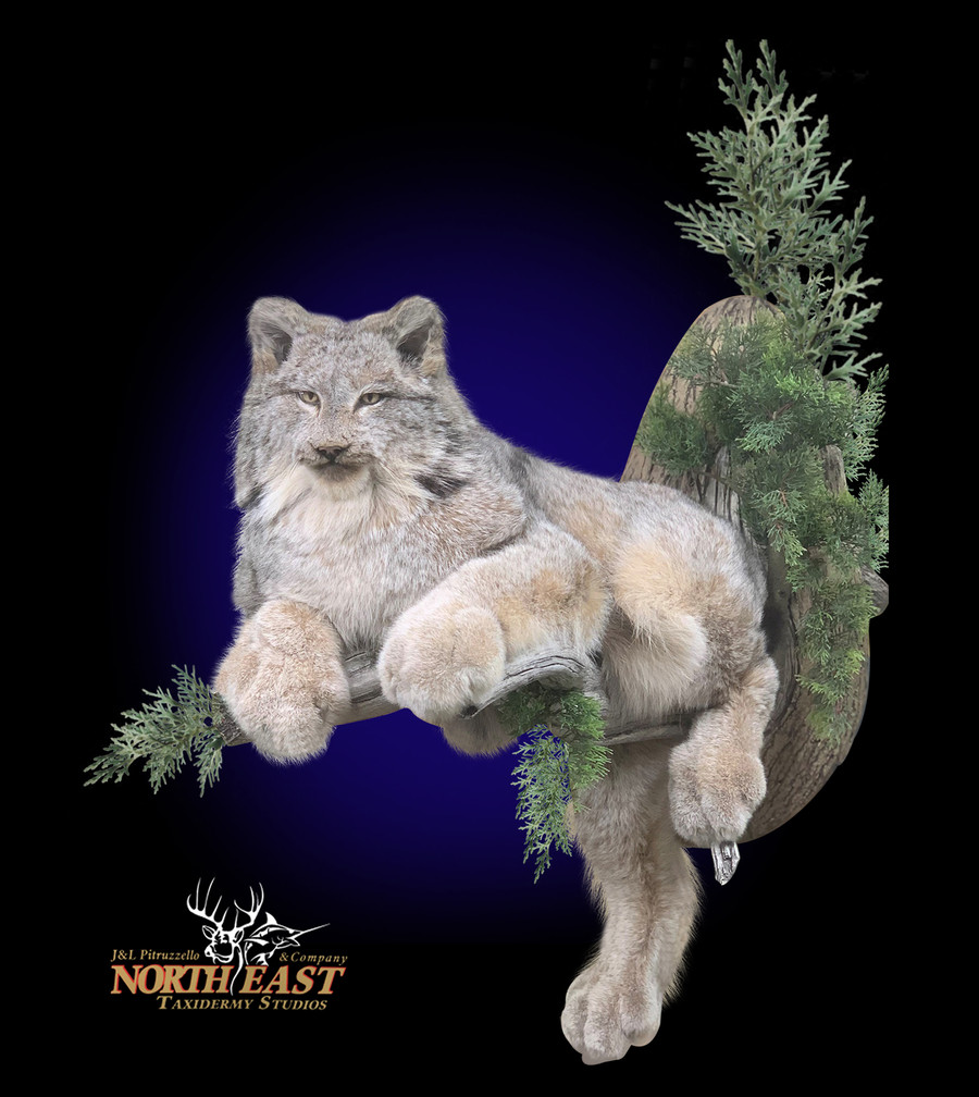 Canadian Lynx Mounts.