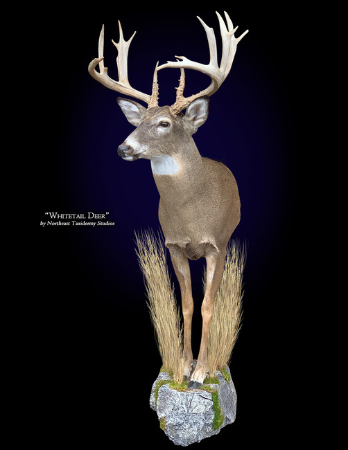 Whitetail Deer Half Body Mount