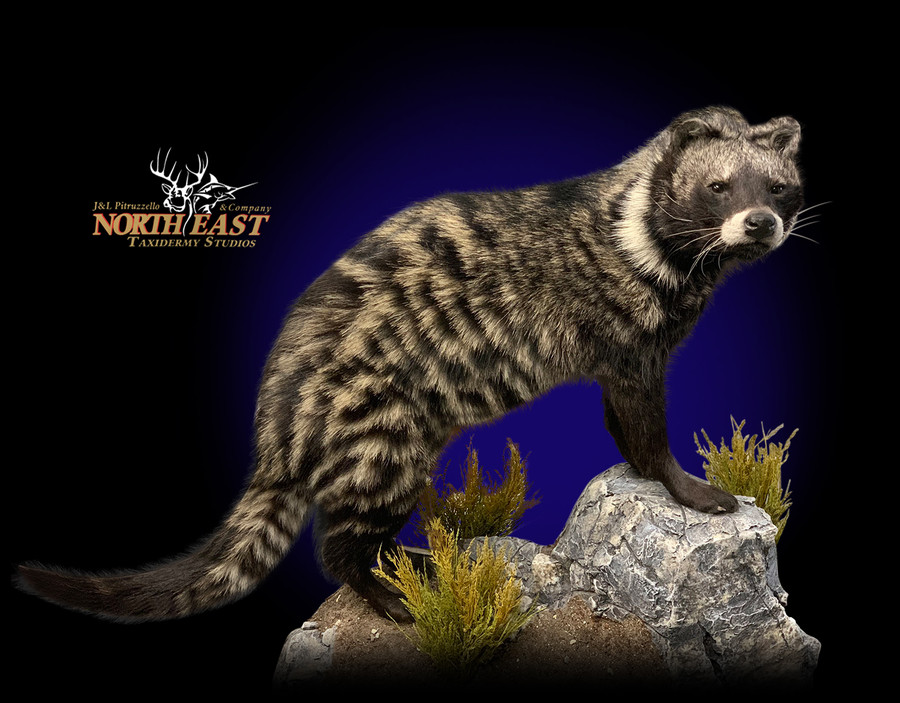 Civet Cat Mounts.