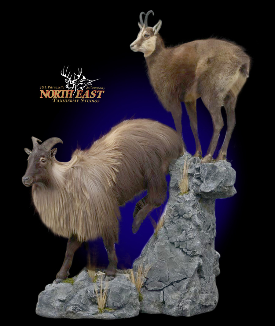  Life-size Chamois and Tahr Mounts.