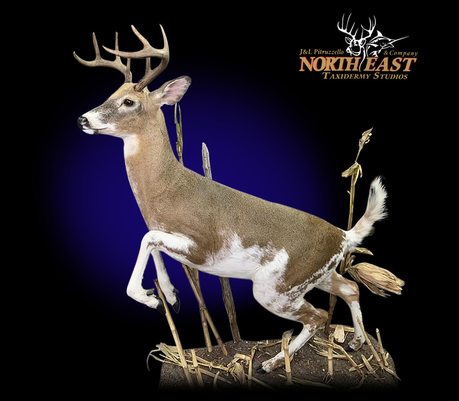 Piabald Whitetail Deer Mounts.