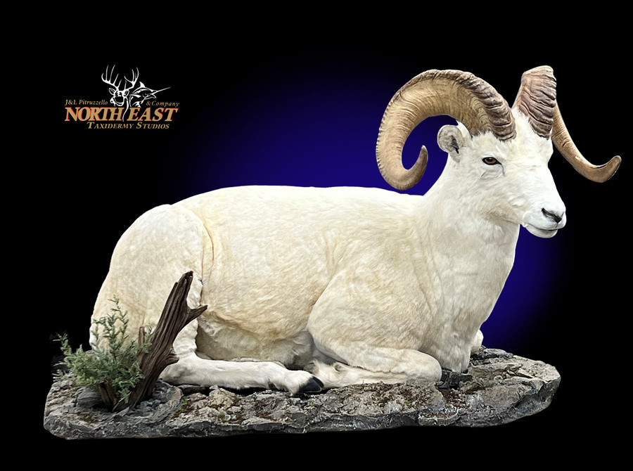 Dall Sheep Mounts.