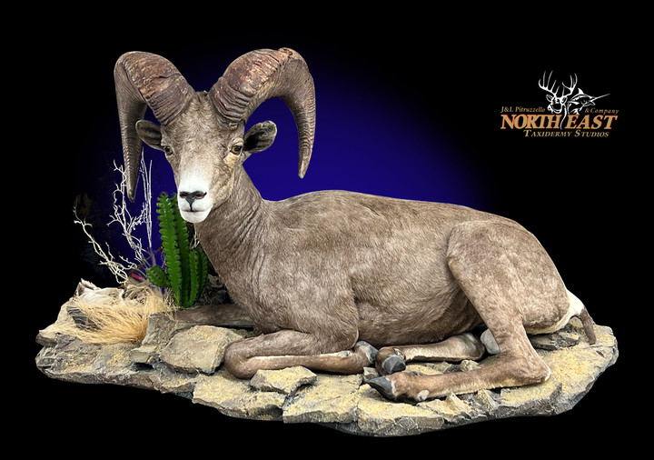 Bighorn Sheep