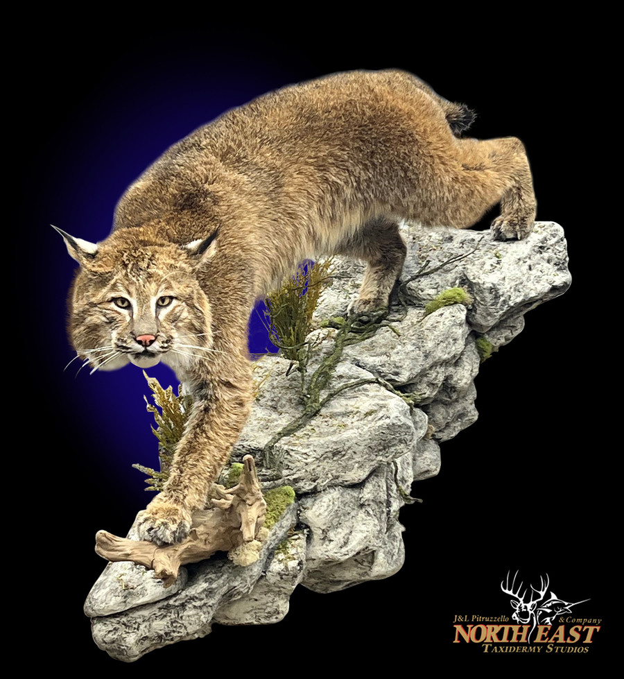 Bobcat Mounts.