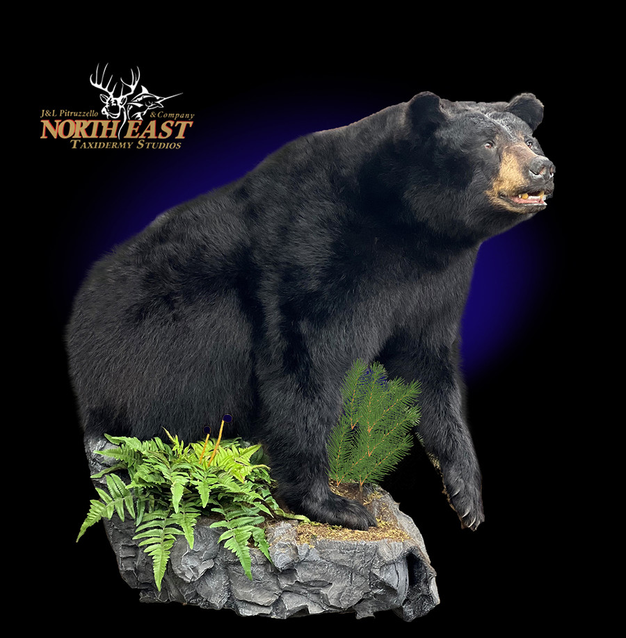 Half Body Black Bear  Mounts.